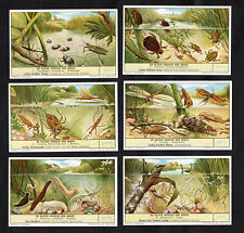 Pond life cards for sale  BRIDPORT