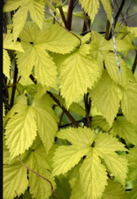 Humulus golden hops for sale  DURHAM