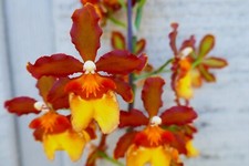 Spike bud oncidium for sale  Spring Hill