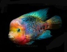 Fantastic synspilum cichlid for sale  USA
