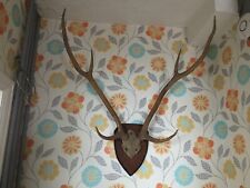 Antique taxidermy red for sale  IPSWICH
