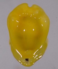 Cypraea moneta icterina usato Cypraea moneta icterina usato  Italia