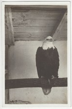 American bald eagle for sale  Lafayette
