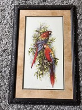 macaw pictures birds for sale macaw pictures birds for sale New Ulm