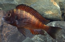 Firecracker tropheus rare for sale  Miami