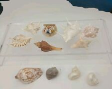 Lot beautiful seashells for sale  Ethridge