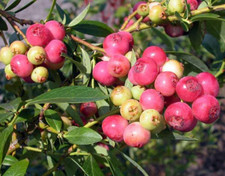 Pink lemonade blueberry for sale  Denver