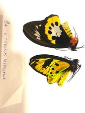 Ornithoptera tithonus misoolan usato  Spedire a Italy
