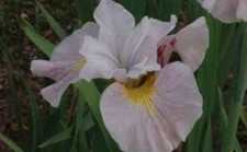 Iris pretty poly for sale  COCKBURNSPATH