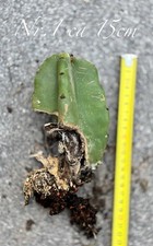 Selten bewurzelt riesen gebraucht kaufen  Schwaigern