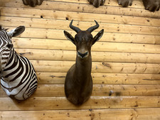 Shoulder mount african for sale  Wrenshall