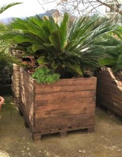 Pianta cycas cassone usato  Vaccarizzo Albanese