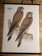 Turmfalke falke vogel gebraucht kaufen  Hürth