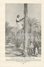 Climbing date palms for sale  WATERLOOVILLE