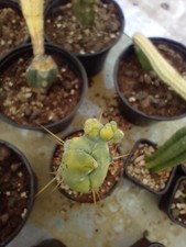 Cactus bridgesii crestato usato  Quartu Sant Elena