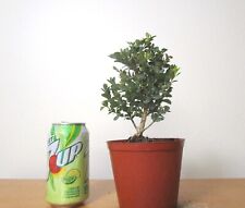 Dwarf boxwood mame for sale  Garden Grove