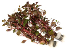 Ludwigia mini super for sale  PLYMOUTH