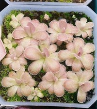 Pinguicula cherry blossom for sale  CARDIFF