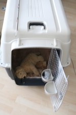 Xxxl hundetransportbox flugbox gebraucht kaufen Xxxl hundetransportbox flugbox gebraucht kaufen  Pöttmes