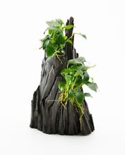 Anubias spp hills gebraucht kaufen  Püttlingen