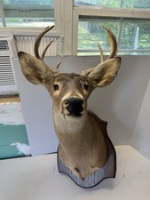 Whitetail deer shoulder for sale  Lufkin