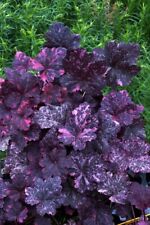 Sale2440 heuchera rosa usato  Spedire a Italy