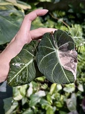 Alocasia black velvet for sale  BIRMINGHAM