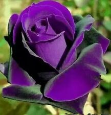 Pcs purple flower for sale  HARLOW