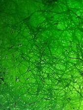 Cheato algae cheatomorpha. for sale  SWINDON