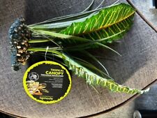 Vivarium plant komodo for sale  KINGSWINFORD