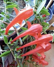 goldfish plant for sale goldfish plant for sale Comstock Park