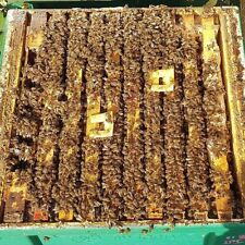 Trattamento contro varroa usato  Reggio Emilia