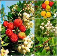 Dwarf strawberry tree for sale  PRESTON