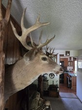 Whitetail buck mount for sale  Carson City