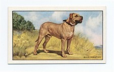 Bullmastiff gallaher 1936 for sale  COLEFORD