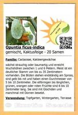 Puntia ficus indica gebraucht kaufen  Dresden