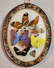 Vintage butterfly taxidermy for sale  Chicago