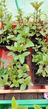 Mint plants for sale  NOTTINGHAM
