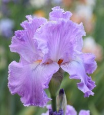 Italic light iris d'occasion  Expédié en Belgium