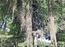Gallons live spanish for sale  Land O Lakes