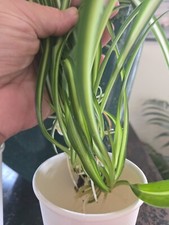 Spider plant cuttings for sale  Punxsutawney