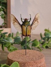 Insectes naturalisés cloche d'occasion Insectes naturalisés cloche d'occasion  Caen
