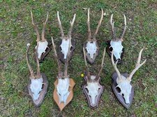Nice real roe for sale  UK
