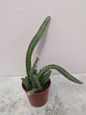 Dog tail cactus for sale  Jacksonville