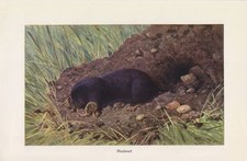 Maulwurf insektenfresser farbd gebraucht kaufen  Lauenburg/ Elbe