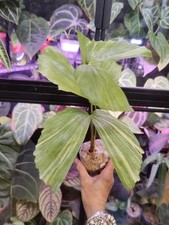 Caryota mitis variegated for sale  Houston
