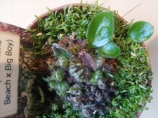 Cephalotus follicularis coalmi for sale  HINCKLEY