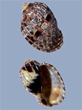 Harpidae, Harpa cabriti, Tulear, Madagascar, 79,6 mm, EXTRA DARK, A BEAUTY! comprar usado  Enviando para Brazil