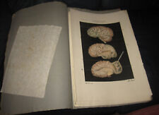 1839 fasc. cruveilhier usato  Roma