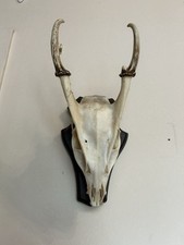 Whole muntjac deer for sale  NAIRN